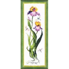 Iris. 24.5x69. 5 cm