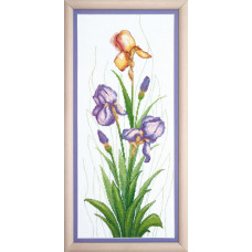 Fragrant iris