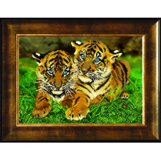 Pair of tiger cubs