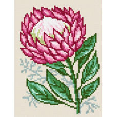 Protea, 12x16 cm