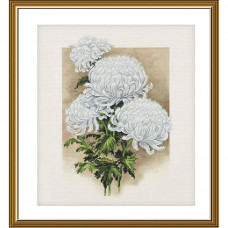 White chrysanthemum. 32x28 cm