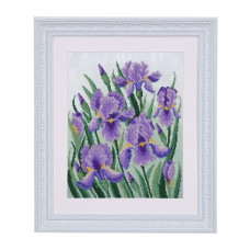 Purple irises