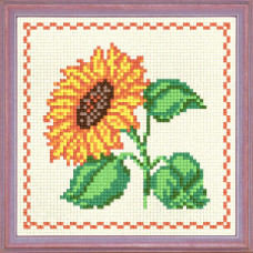 Bordered sunflower