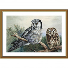 Owls. 28x43 cm. Kit for sectional cross stitch embroidery on Aida 16 with background