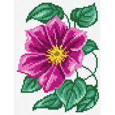 Clematis rozhevii, 12x16 cm