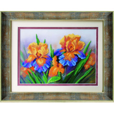 Field irises
