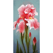 Garden fillings. erysipelas iris