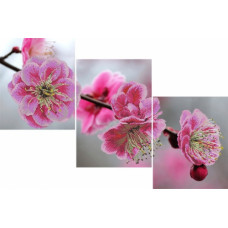 Triptych Sakura