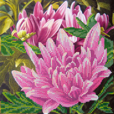erysipelas lotus