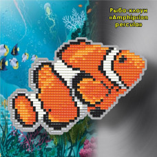 Clown fish (Amphiprion percula). magnet