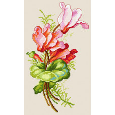 Cyclamen, 18x31 cm