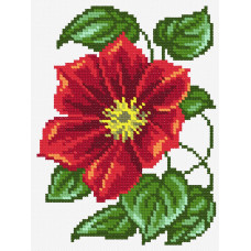 Clematis red, 12x16 cm