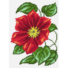 Clematis red, 22x30 cm