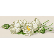 White lotuses. 20x42 cm