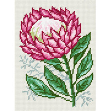 Protea, 22x30 cm