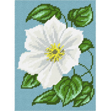 Clematis white, 22x30 cm