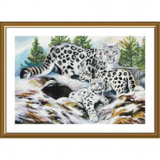 Snow leopards. 28x42 cm
