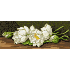 White lotuses
